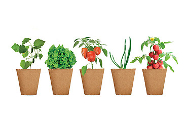 Haushalt - Saat-Set Salat Goy Werbemittel-Agentur - Haushalt - Saat-Set Salat