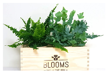 Haushalt - BLOOMSBOX Medium Goy Werbemittel-Agentur - Haushalt - BLOOMSBOX Medium