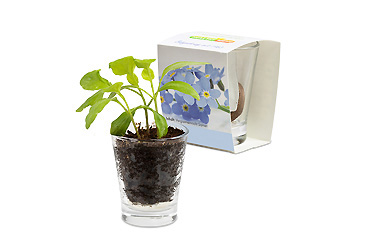 Haushalt - Caffeino-Glas Goy Werbemittel-Agentur - Haushalt - Caffeino-Glas